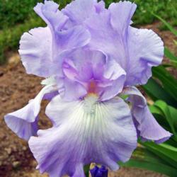 Tall Bearded Iris (Iris 'Full Tide')
