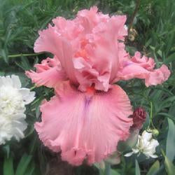 Tall Bearded Iris (Iris 'Star Turn')