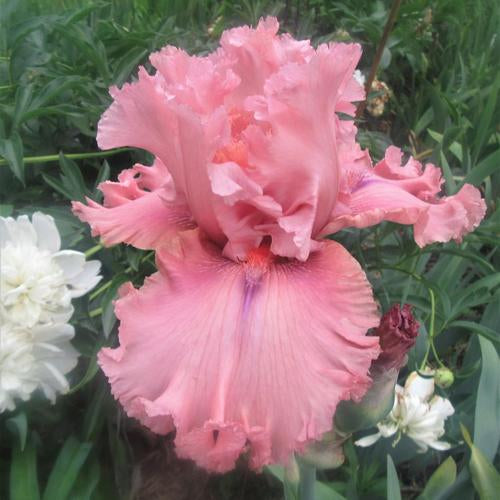 Tall Bearded Iris (Iris 'Star Turn')