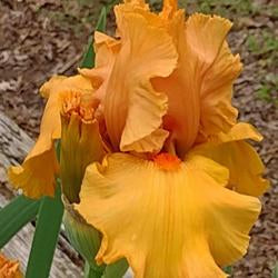 Tall Bearded Iris (Iris 'Savannah Sunset')