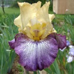 Tall Bearded Iris (Iris 'Istanbul')