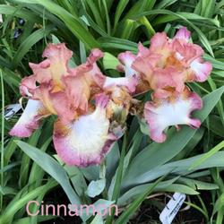 Tall Bearded Iris (Iris 'Cinnamon Girl')