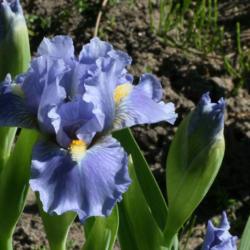 Standard Dwarf Bearded Iris (Iris 'Sky of Blue')