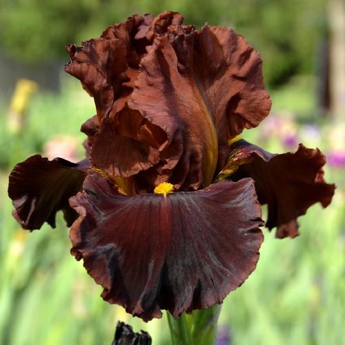 Tall Bearded Iris (Iris 'Valentino')
