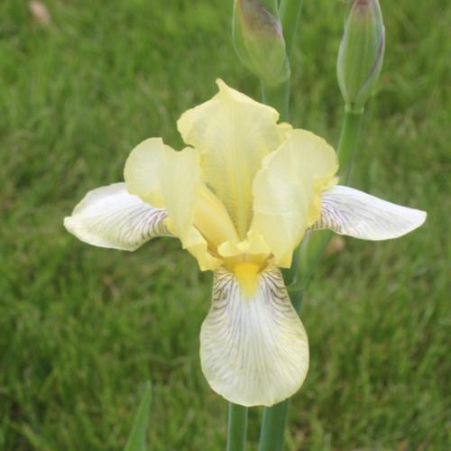 Tall Bearded Iris (Iris 'Flavescens')