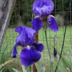 Tall Bearded Iris (Iris 'William A. Setchell')