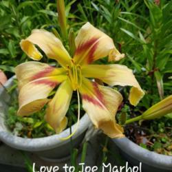 Daylily (Hemerocallis 'Love to Joe Marohl')