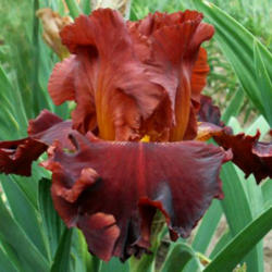 Tall Bearded Iris (Iris 'Valentino')