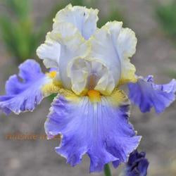 Tall Bearded Iris (Iris 'Gilt-Edged Bond')