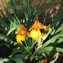 Tall Bearded Iris (Iris 'Savannah Sunset')