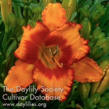 James Parker (AHS Daylily Database)