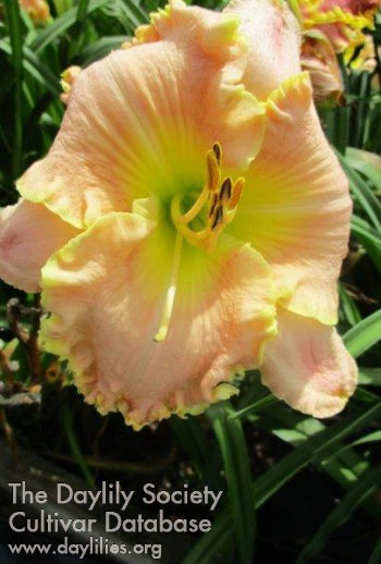 s Love (AHS Daylily Database)
