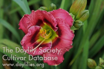 Munchkin Handiwork (AHS Daylily Database)