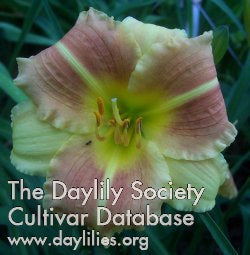 Patty Lee (AHS Daylily Database)