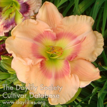 Peach Preserves (AHS Daylily Database)