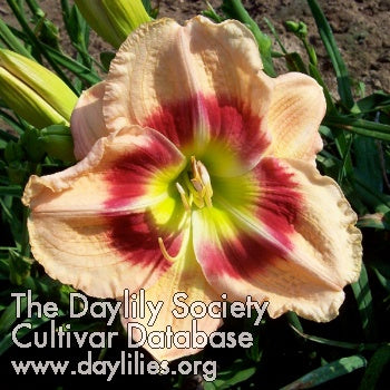 Perfect Lullaby (AHS Daylily Database)