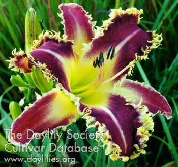 s Twilight Bite (AHS Daylily Database)
