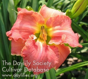 Rock Lobster (AHS Daylily Database)